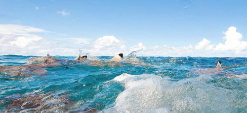 Small group of blacktip reef sharks (Carcharhinus melanopterus) Blacktip reef sharks hunt for prey