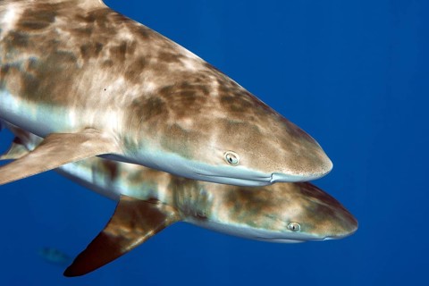 Close-up of head front body front body of pair of Grey reef sharks (Carcharhinus amblyrhynchos) two
