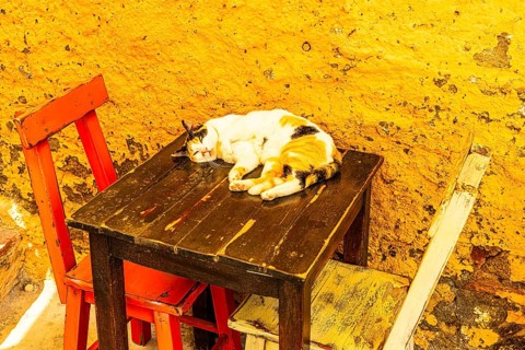 Cat sunbathing on a table in Via Cavour, Capoliveri, Elba Island, Tuscan Archipelago National Park,