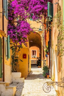 Passageway to Via Roma, purple flowering bougainvillea bush, Elba Island, Tuscan Archipelago
