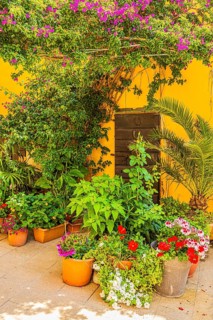 Courtyard decorated with flower pots, Capoliveri, Elba Island, Tuscan Archipelago National Park,