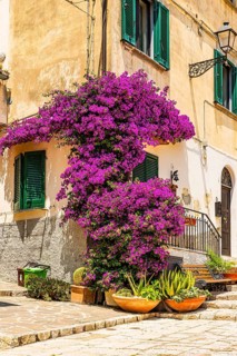 Purple flowering bougainvillea bush on the corner of a house in Piazza A Gramsci, Portoferraio,