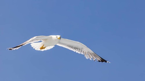 Seagull (Larinae) in flight, Elba Island, Tuscan Archipelago National Park, Tuscany, Italy