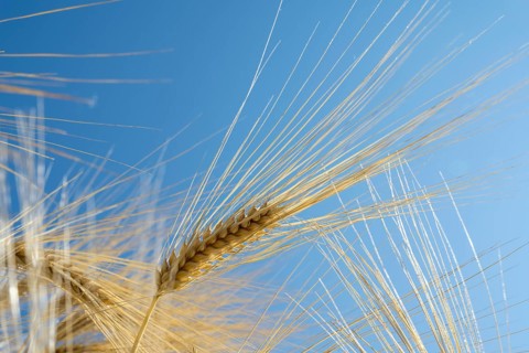 Close-up of a barley ear (Hordeum vulgare), frog perspective, North Rhine-Westphalia, Germany