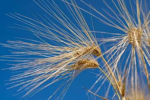 Close-up of a barley ear (Hordeum vulgare), frog perspective, North Rhine-Westphalia, Germany