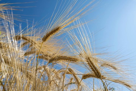 Close-up of a barley ear (Hordeum vulgare), frog perspective, North Rhine-Westphalia, Germany