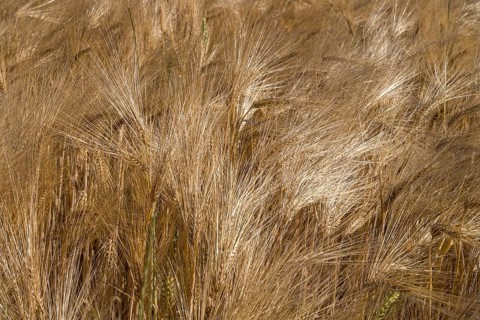 Barley field (Hordeum vulgare), background image, North Rhine-Westphalia, Germany