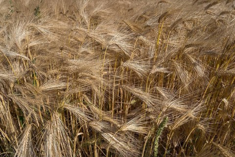 Barley field (Hordeum vulgare), background image, North Rhine-Westphalia, Germany