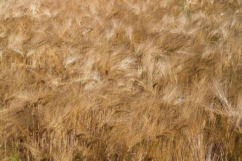 Barley field (Hordeum vulgare), background image, North Rhine-Westphalia, Germany