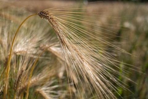 Ear of barley (Hordeum vulgare) in a barley field, North Rhine-Westphalia, Germany