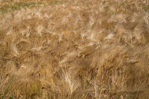 Barley field (Hordeum vulgare), background image, North Rhine-Westphalia, Germany