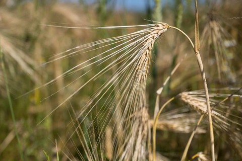 Ear of barley (Hordeum vulgare) in a barley field, North Rhine-Westphalia, Germany
