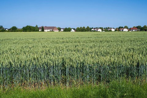 Field with unripe wheat, Kamen, North Rhine-Westphalia, Germany