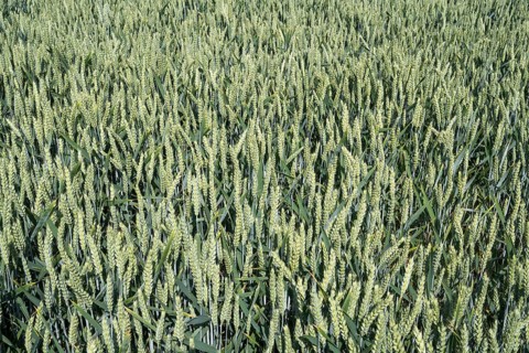 Field with unripe wheat, Kamen, North Rhine-Westphalia, Germany