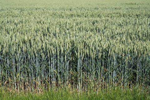 Field with unripe wheat, Kamen, North Rhine-Westphalia, Germany