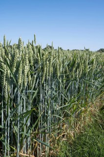 Field with unripe wheat, Kamen, North Rhine-Westphalia, Germany