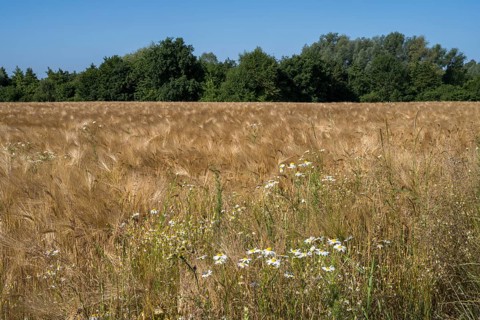 Flowering camomile (Matricaria chamomilla) in a barley field, North Rhine-Westphalia, Germany