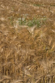 Flowering camomile (Matricaria chamomilla) in a barley field, North Rhine-Westphalia, Germany