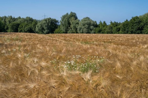 Flowering camomile (Matricaria chamomilla) in a barley field, North Rhine-Westphalia, Germany