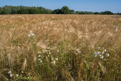 Flowering camomile (Matricaria chamomilla) in a barley field, North Rhine-Westphalia, Germany