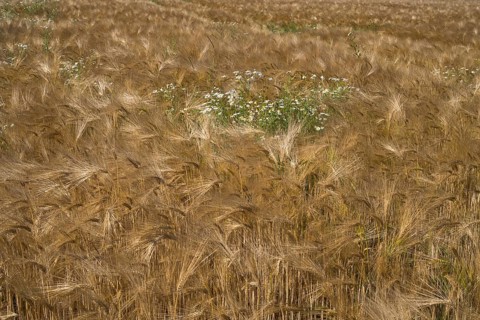 Flowering camomile (Matricaria chamomilla) in a barley field, North Rhine-Westphalia, Germany