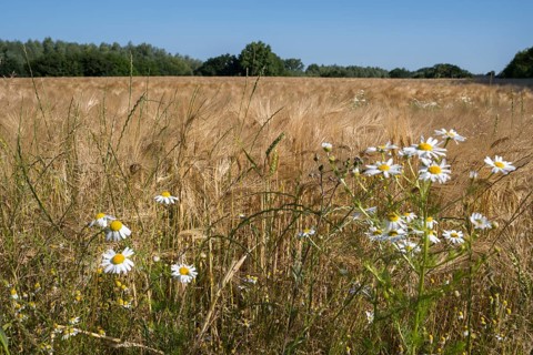 Flowering camomile (Matricaria chamomilla) in a barley field, North Rhine-Westphalia, Germany