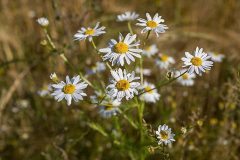 Flowering camomile (Matricaria chamomilla) in a barley field, North Rhine-Westphalia, Germany