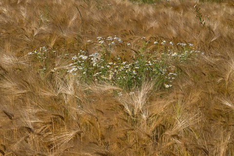 Flowering camomile (Matricaria chamomilla) in a barley field, North Rhine-Westphalia, Germany