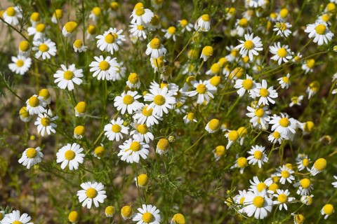 Field with flowering chamomile (Matricaria chamomilla), North Rhine-Westphalia, Germany