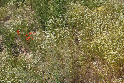Field with flowering chamomile (Matricaria chamomilla) and flowering poppy (Papaver rhoeas) North