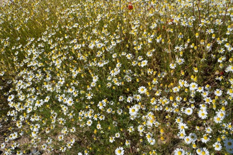 Field with flowering chamomile (Matricaria chamomilla), North Rhine-Westphalia, Germany