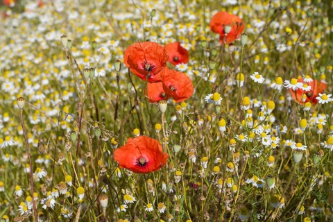 Field with flowering chamomile (Matricaria chamomilla) and flowering poppy (Papaver rhoeas) North