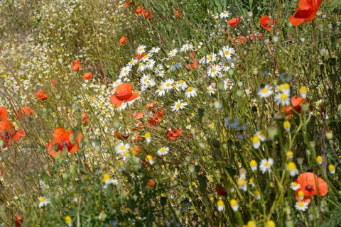 Field with flowering chamomile (Matricaria chamomilla) and flowering poppy (Papaver rhoeas) North