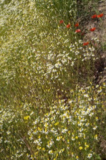 Field with flowering chamomile (Matricaria chamomilla) and flowering poppy (Papaver rhoeas) North