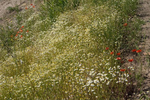 Field with flowering chamomile (Matricaria chamomilla) and flowering poppy (Papaver rhoeas) North