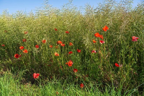 Flowering poppy (Papaver rhoeas) in front of a faded rape field, North Rhine-Westphalia, Germany