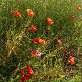 Flowering poppy (Papaver rhoeas) in front of a faded rape field, North Rhine-Westphalia, Germany