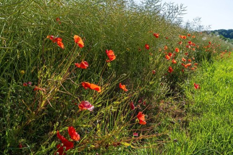 Flowering poppy (Papaver rhoeas) in front of a faded rape field, North Rhine-Westphalia, Germany