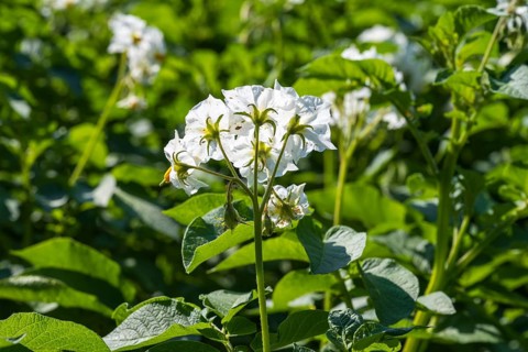 Flowering potato plant (Solanum tuberosum) in a potato field, flowering from behind, North