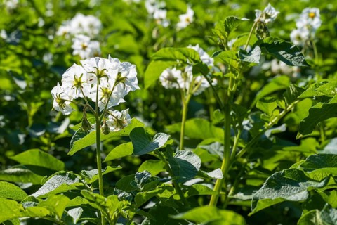 Field with flowering potato plants (Solanum tuberosum), North Rhine-Westphalia, Germany