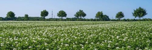 Field with flowering potato plants (Solanum tuberosum), Kamen, North Rhine-Westphalia, Germany