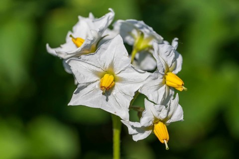 Flowering potato plant (Solanum tuberosum) in a potato field, North Rhine-Westphalia, Germany