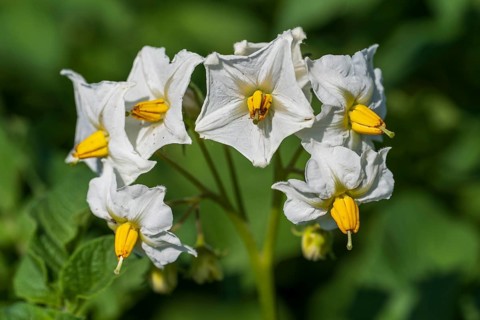 Flowering potato plant (Solanum tuberosum) in a potato field, North Rhine-Westphalia, Germany