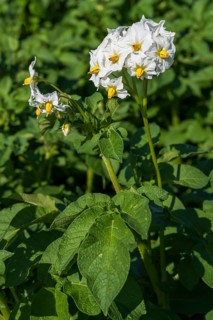 Flowering potato plant (Solanum tuberosum) in a potato field, North Rhine-Westphalia, Germany