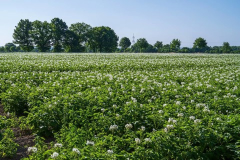 Field with flowering potato plants (Solanum tuberosum), Kamen, North Rhine-Westphalia, Germany