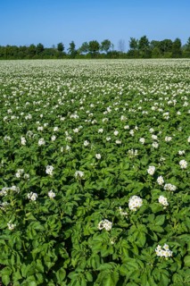 Field with flowering potato plants (Solanum tuberosum), Kamen, North Rhine-Westphalia, Germany