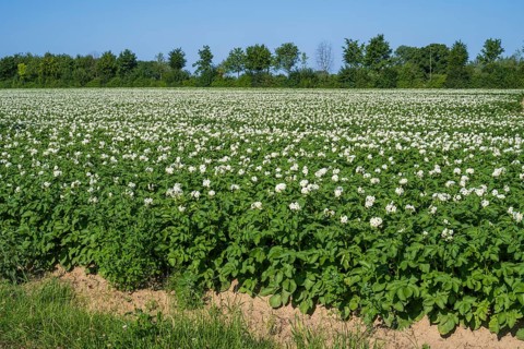 Field with flowering potato plants (Solanum tuberosum), Kamen, North Rhine-Westphalia, Germany