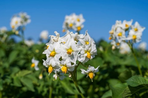 Flowering potato plant (Solanum tuberosum) in a potato field, North Rhine-Westphalia, Germany