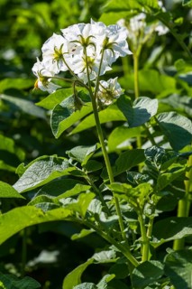 Flowering potato plant (Solanum tuberosum) in a potato field, flowering from behind, North
