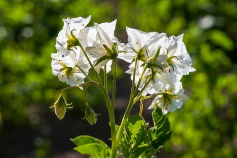 Flowering potato plant (Solanum tuberosum) in a potato field, flowering from behind, North